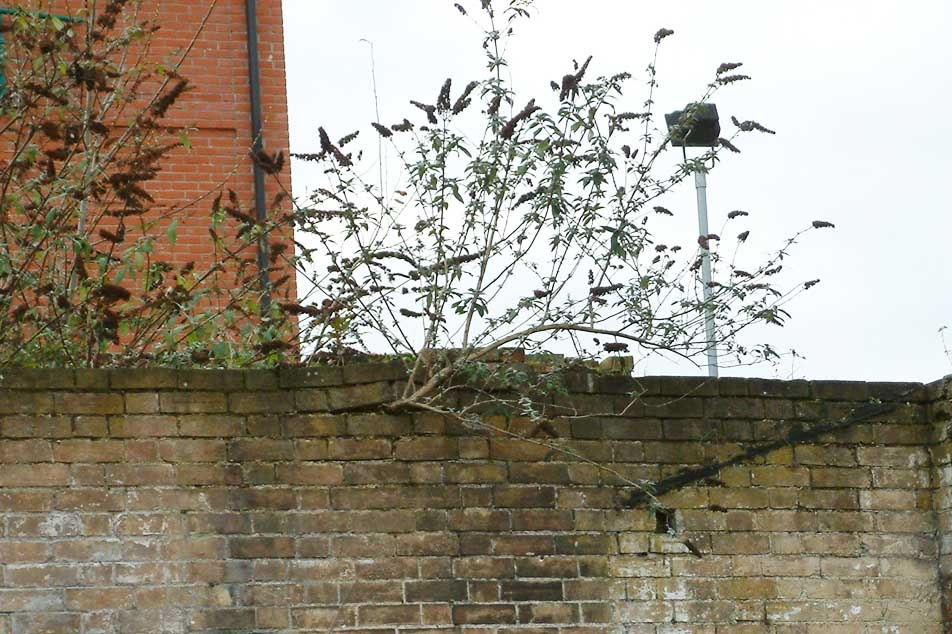 Buddleia - growing out of a wall - PCA